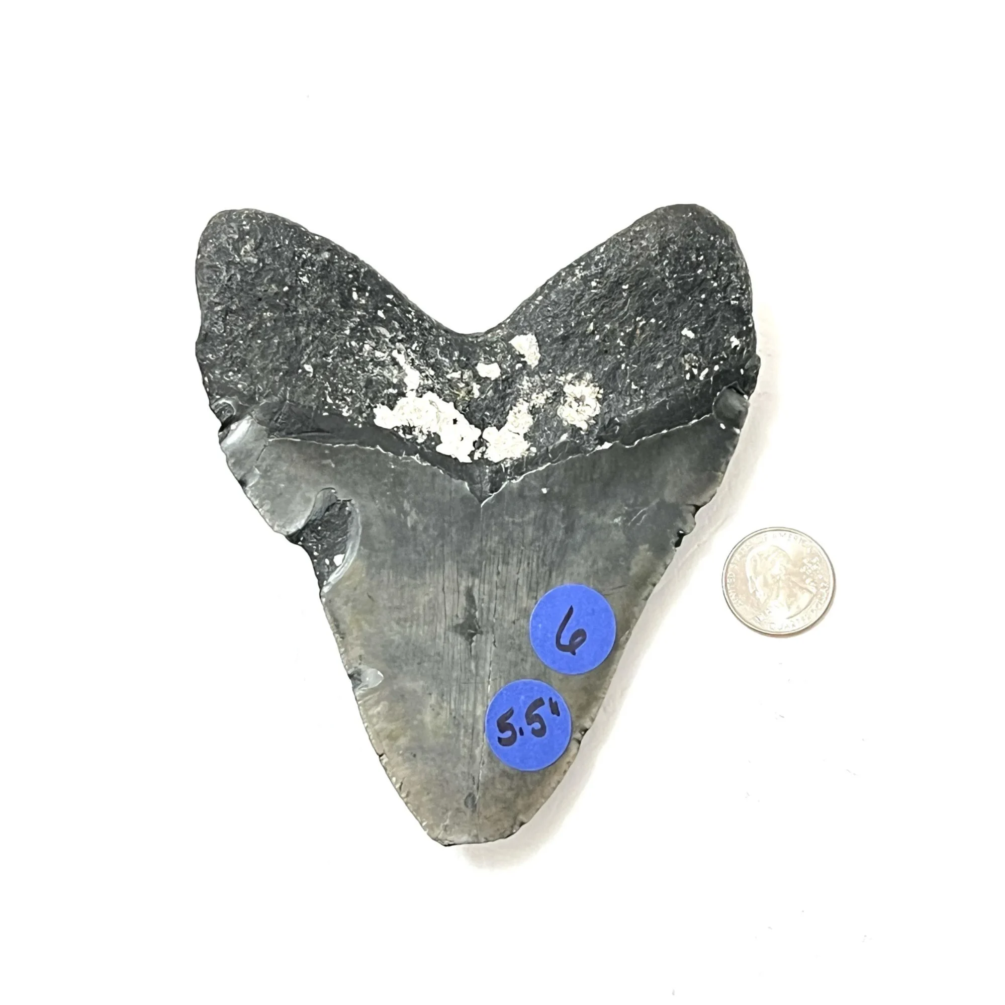 Megalodon Tooth – 5.61″, North Carolina Prehistoric Online