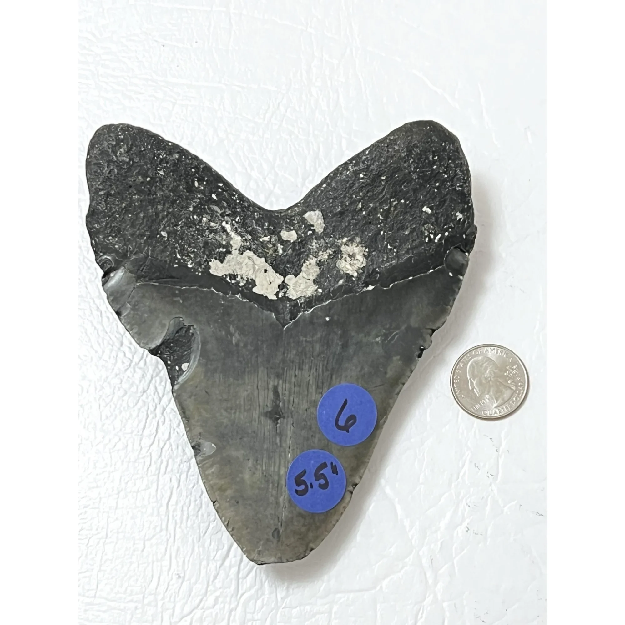 Megalodon Tooth – 5.61″, North Carolina Prehistoric Online