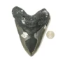 Megalodon Tooth – North Carolina, 6.15″, Ocean Fresh Prehistoric Online