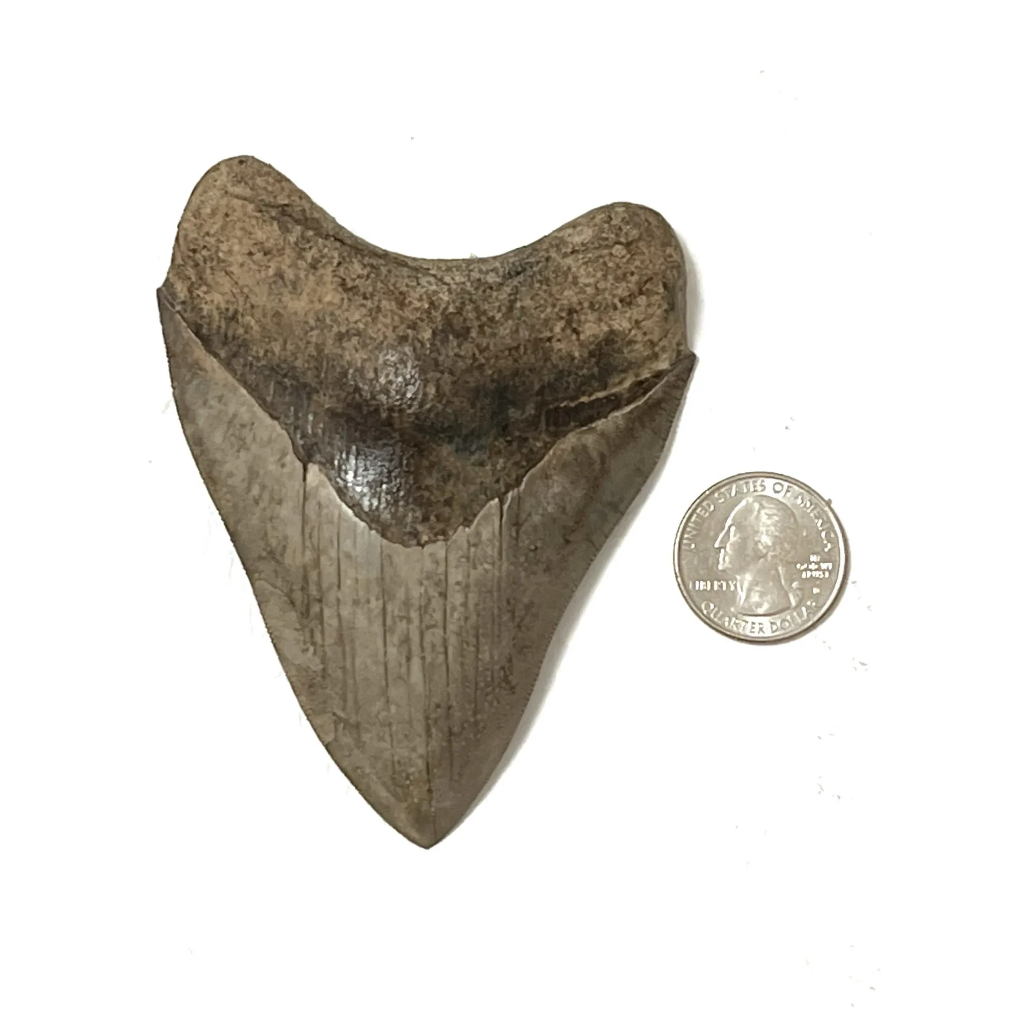 Megalodon Tooth- 3.83″, Georgia Prehistoric Online