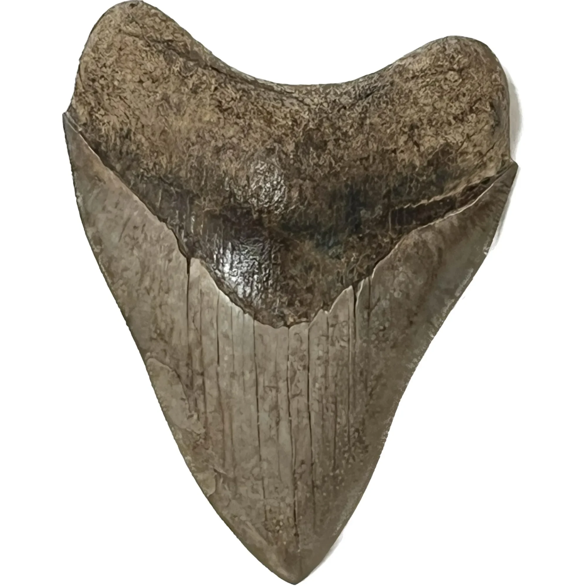 Megalodon Tooth- 3.83″, Georgia Prehistoric Online