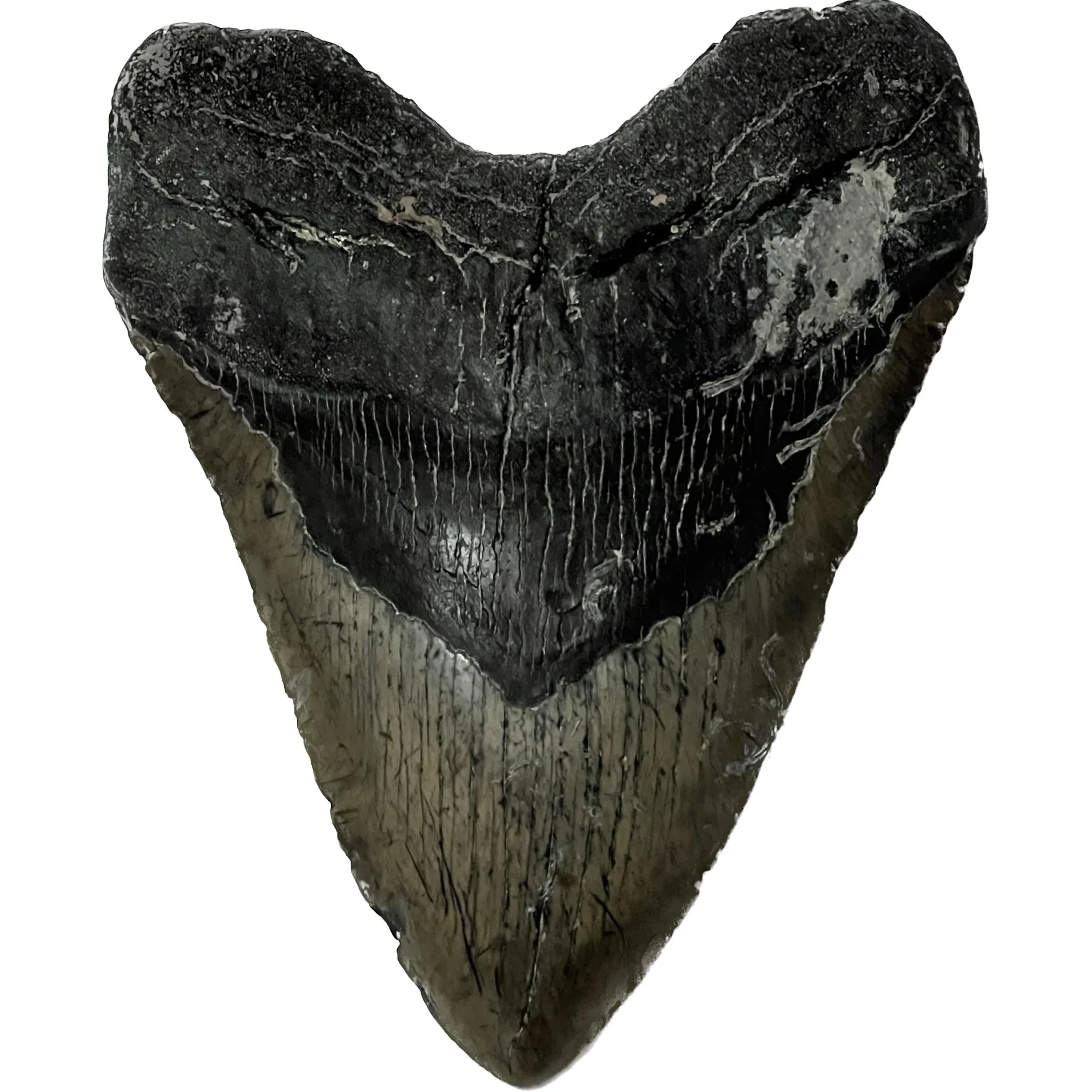 Megalodon Tooth, North Carolina,  5.52″ Prehistoric Online