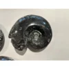 Ammonite fossil, Goniatite species Prehistoric Online