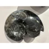 Ammonite fossil, Goniatite species Prehistoric Online