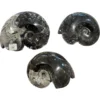 Ammonite fossil, Goniatite species Prehistoric Online