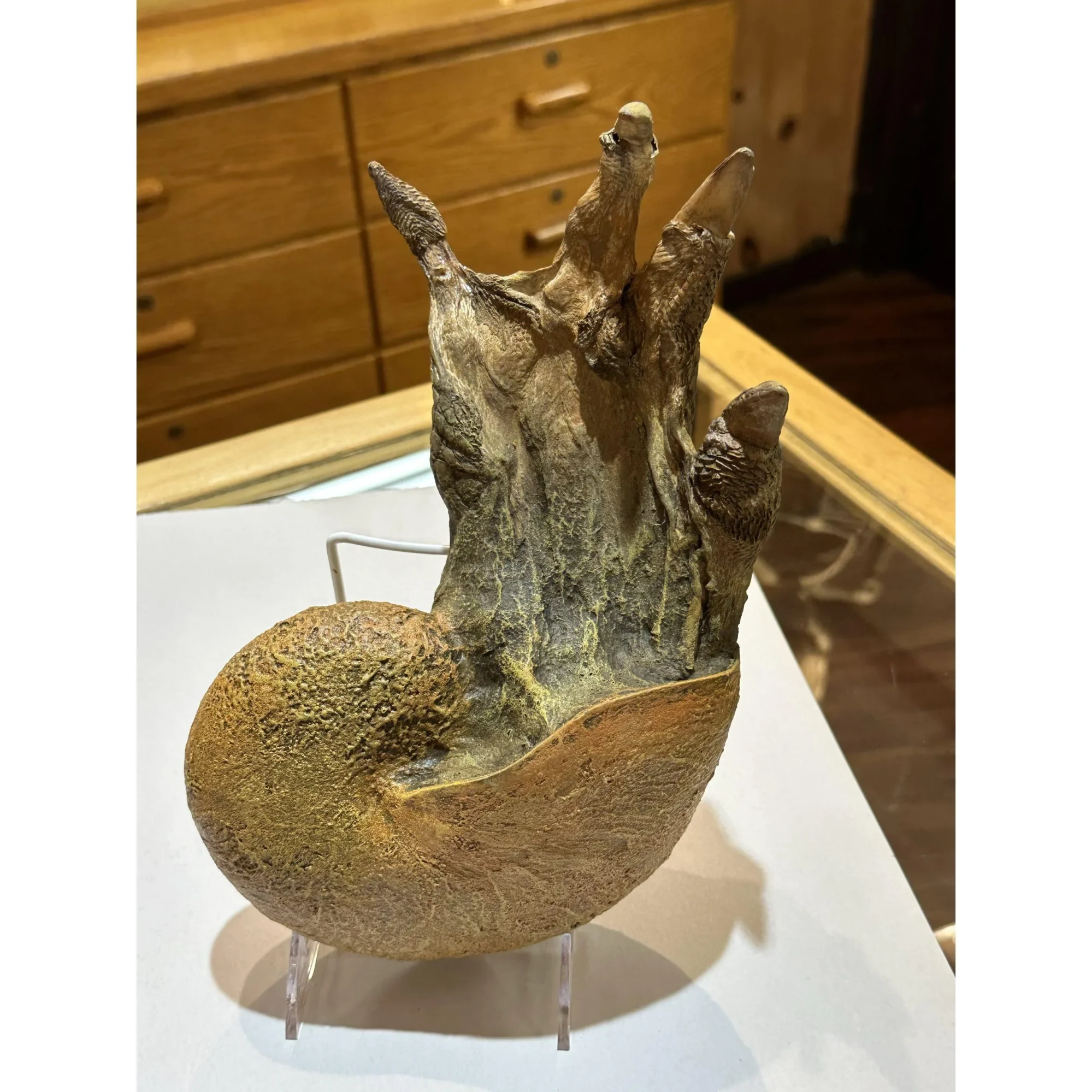 Alligator foot, nautilus Taxidermy Prehistoric Online