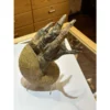 Alligator foot, nautilus Taxidermy Prehistoric Online