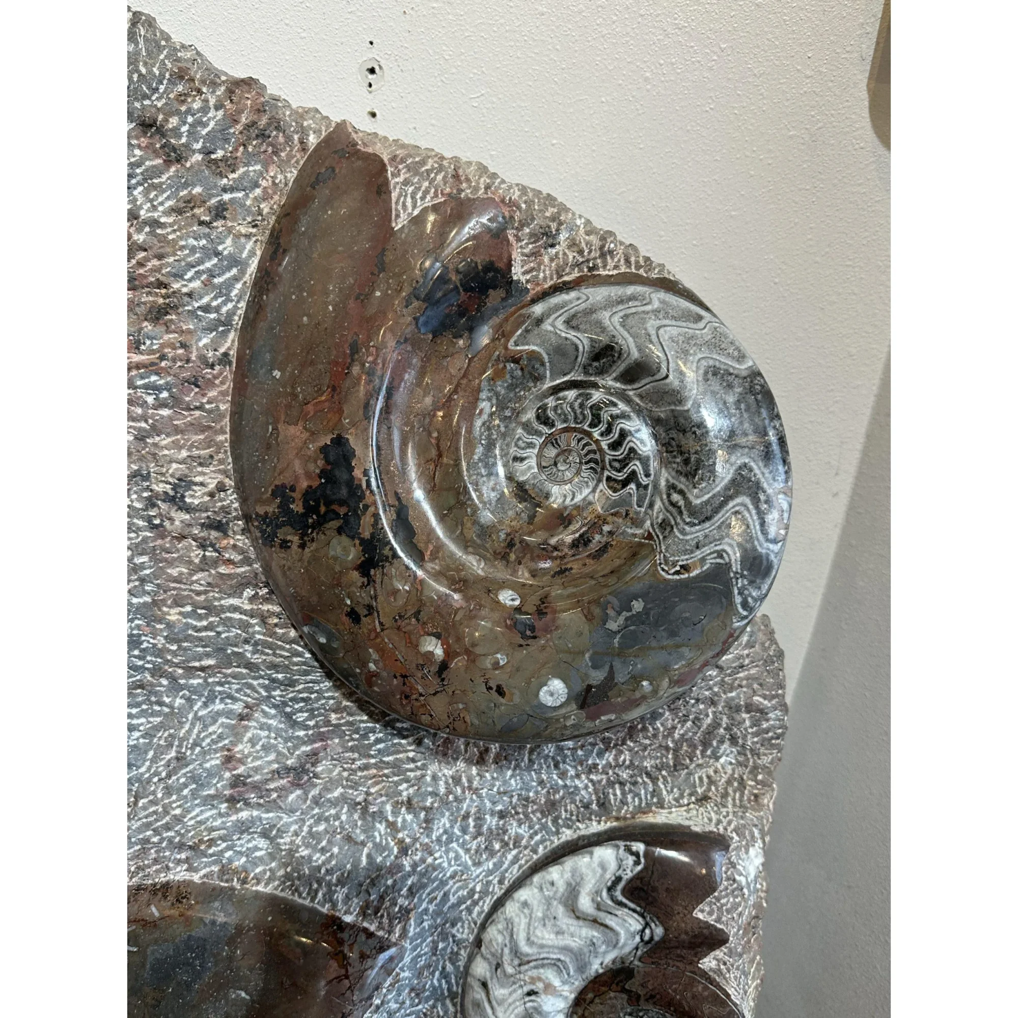 Ammonite and Orthoceras display Prehistoric Online