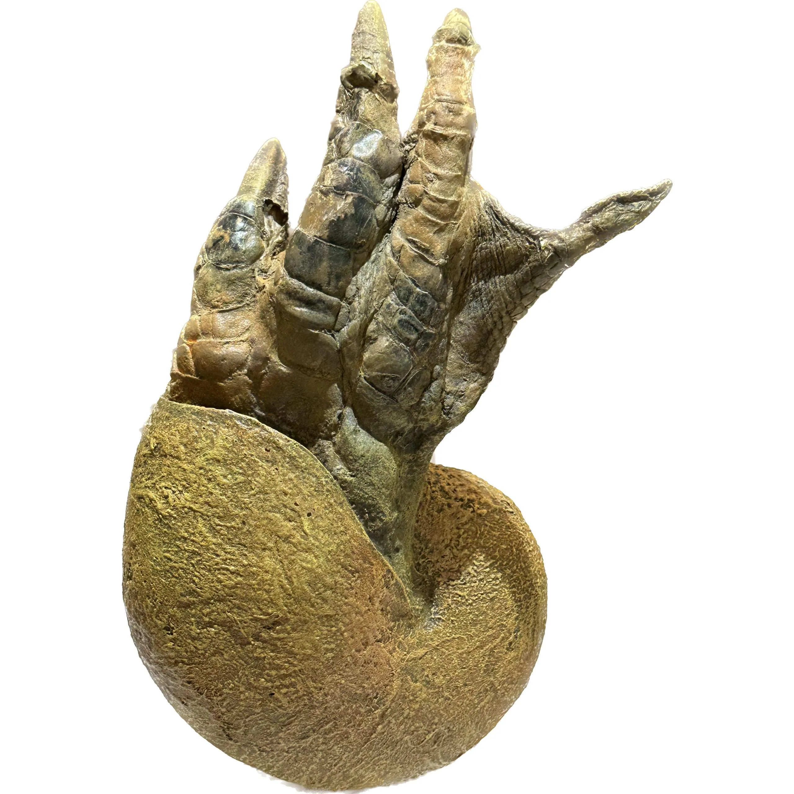Alligator foot, nautilus Taxidermy Prehistoric Online
