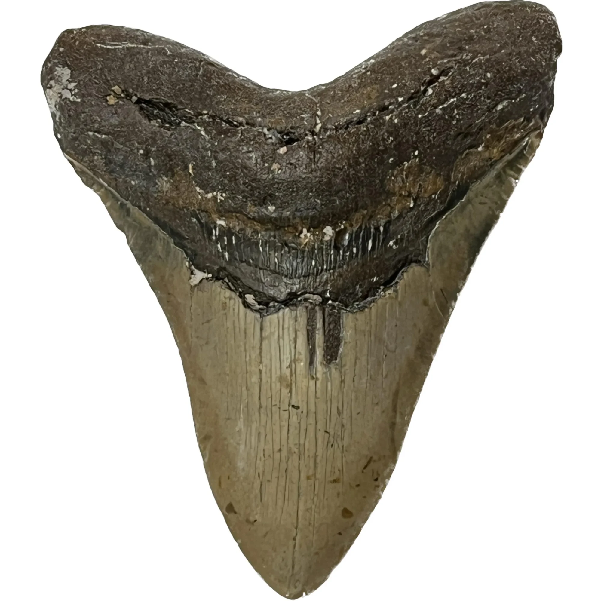 Megalodon Tooth – 5.69″, North Carolina Prehistoric Online