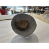 Ammonite Fossil, Lyme Regis, England Prehistoric Online