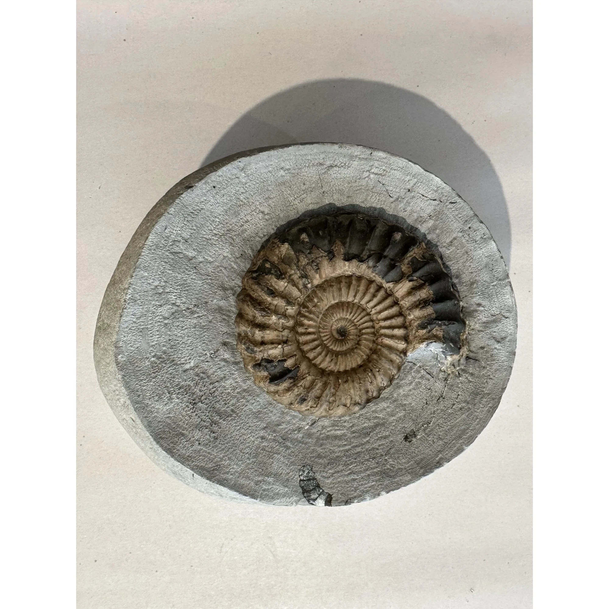 Ammonite Fossil, Lyme Regis, England Prehistoric Online