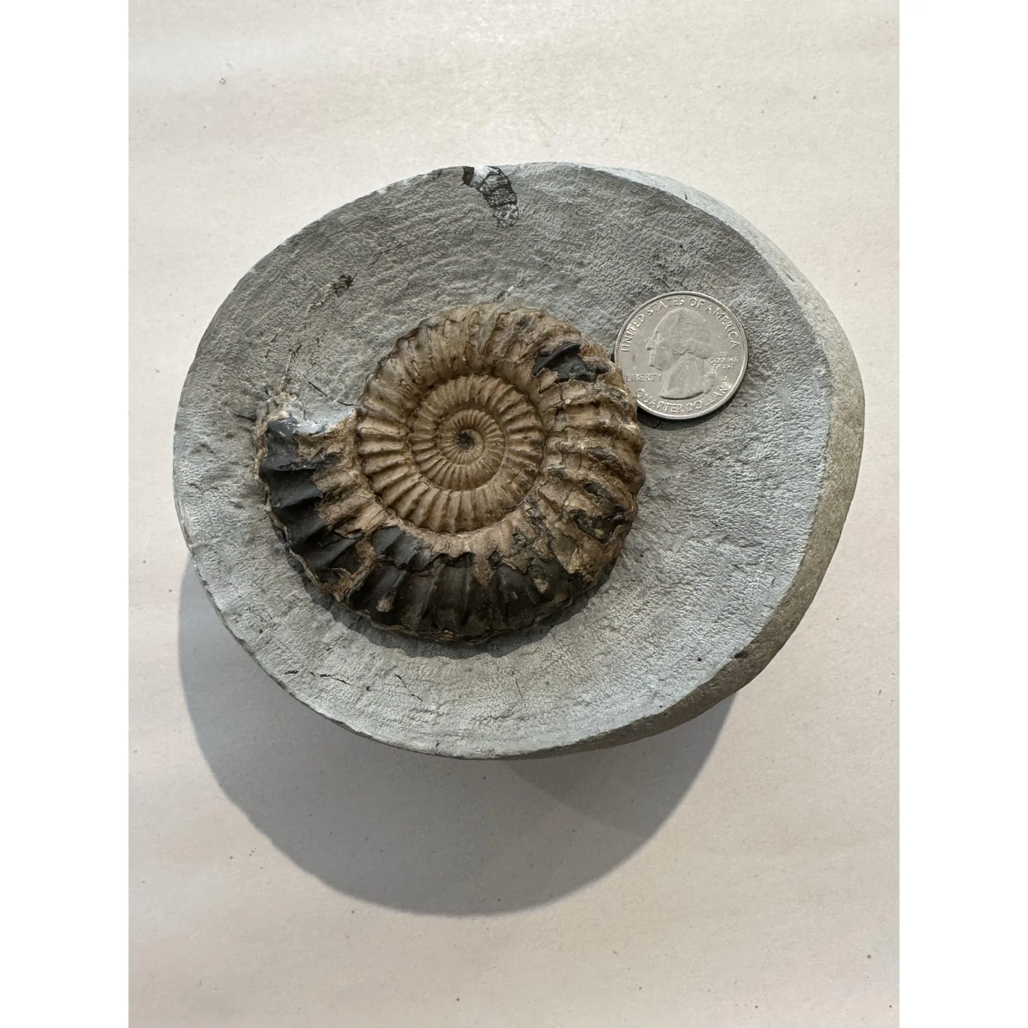 Ammonite Fossil, Lyme Regis, England Prehistoric Online