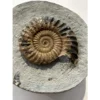 Ammonite Fossil, Lyme Regis, England Prehistoric Online