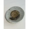 Ammonite Fossil, Lyme Regis, England Prehistoric Online