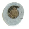 Ammonite Fossil, Lyme Regis, England Prehistoric Online