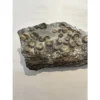 Ammonites on petrified wood, England Prehistoric Online