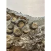 Ammonites on petrified wood, England Prehistoric Online