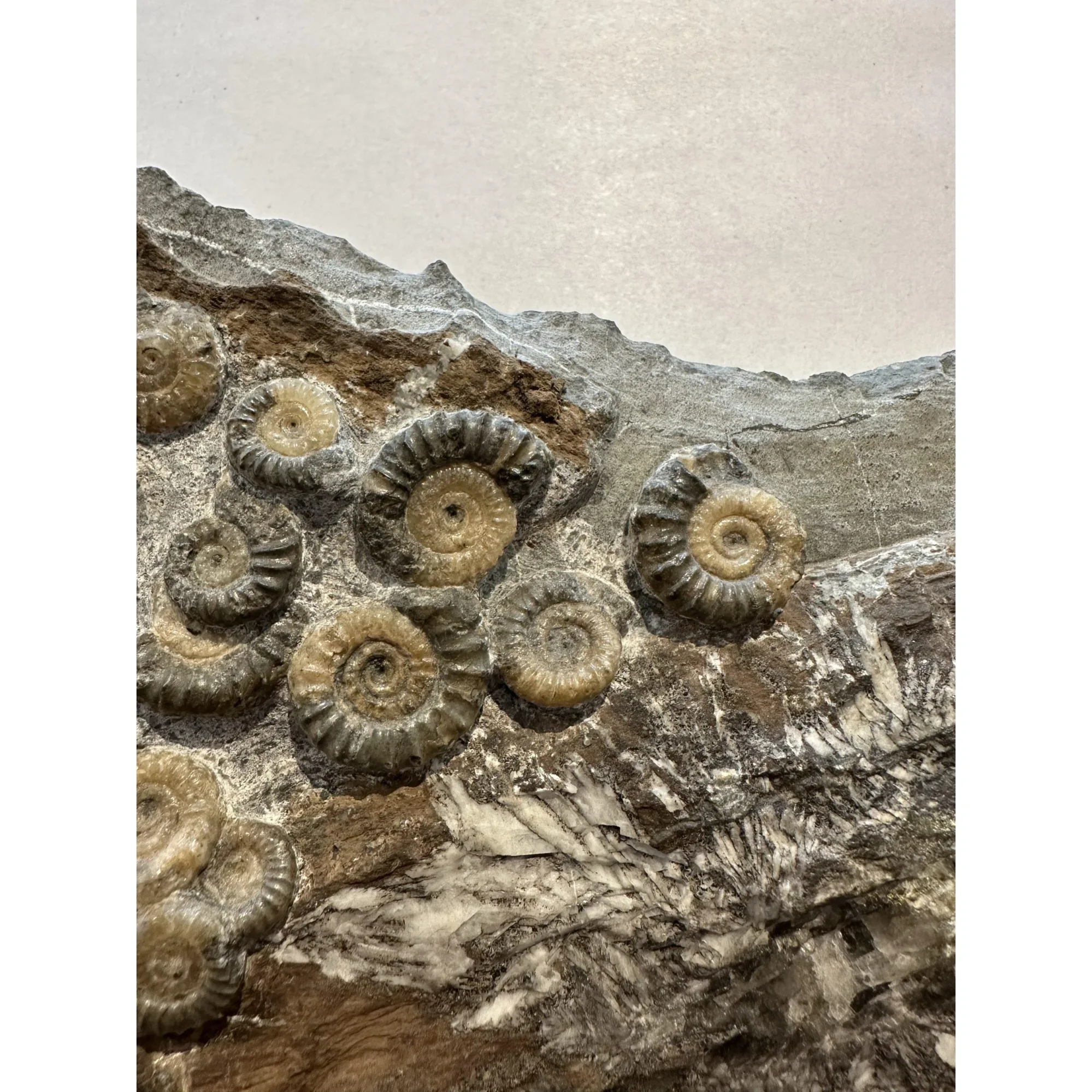 Ammonites on petrified wood, England Prehistoric Online