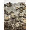 Ammonites on petrified wood, England Prehistoric Online