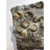 Ammonites on petrified wood, England Prehistoric Online