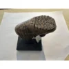 Huge Woolly Mammoth Tooth Prehistoric Online