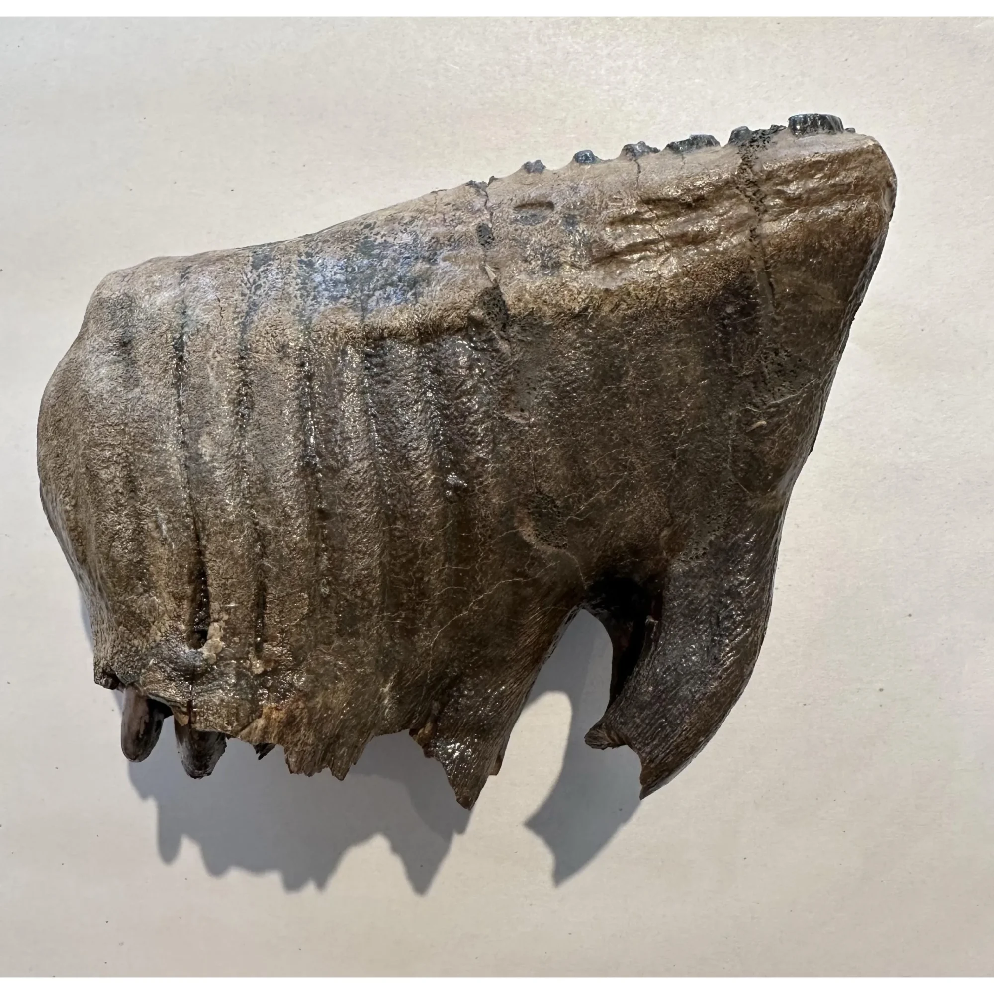 Huge Woolly Mammoth Tooth Prehistoric Online