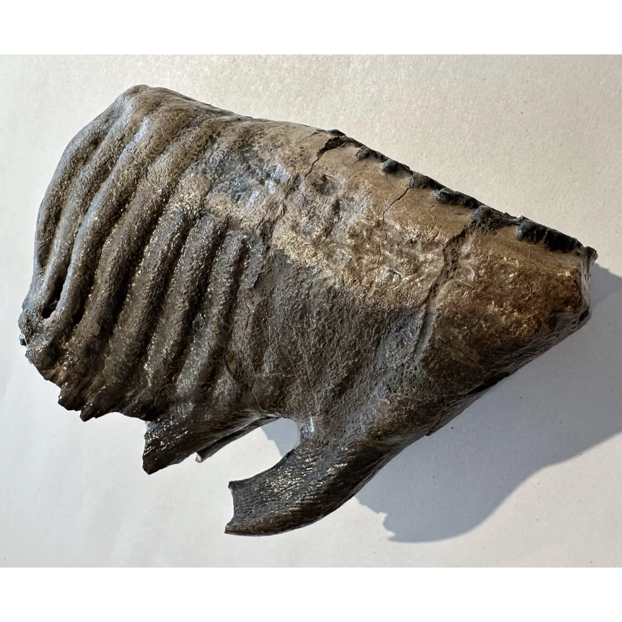 Huge Woolly Mammoth Tooth Prehistoric Online