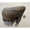 Huge Woolly Mammoth Tooth Prehistoric Online