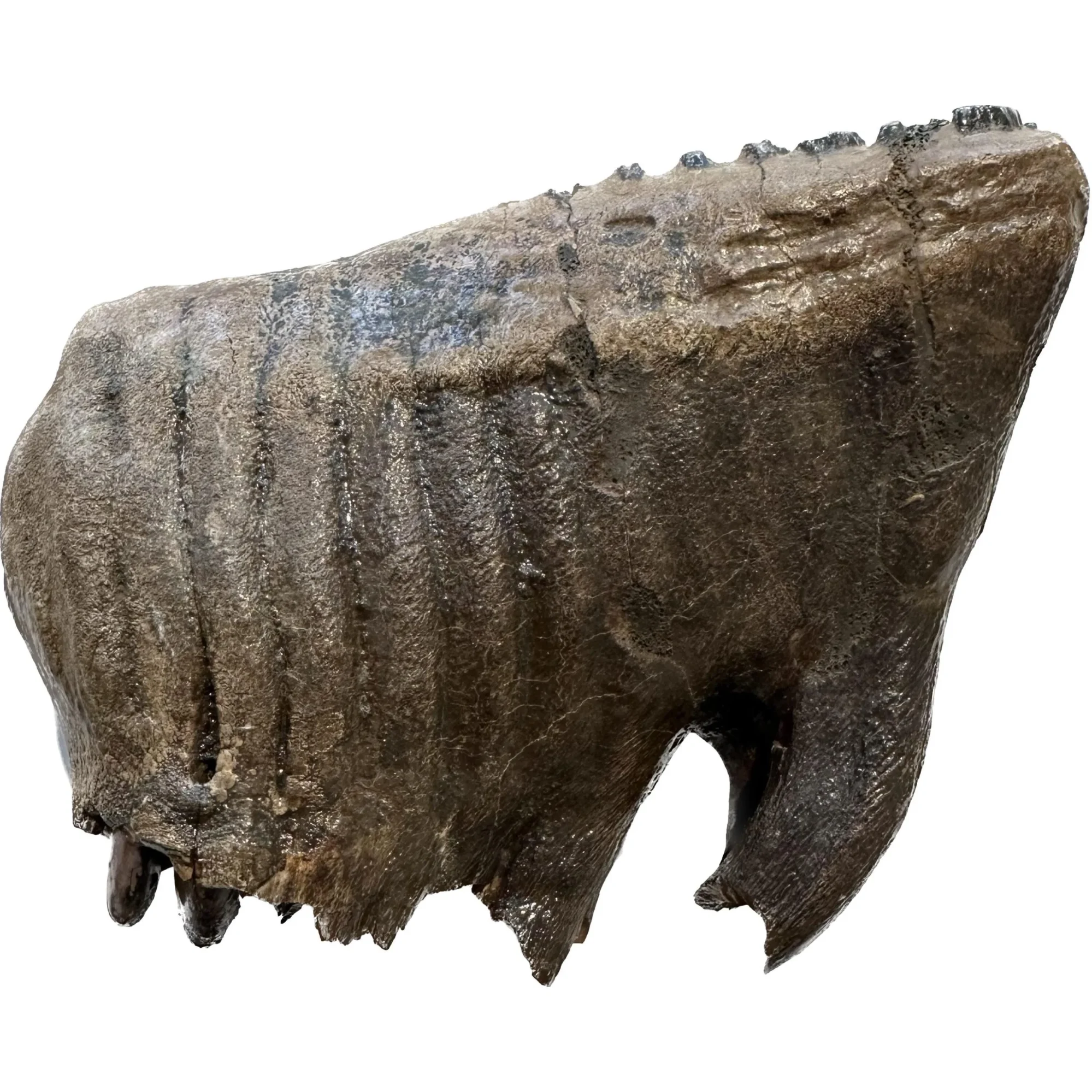 Huge Woolly Mammoth Tooth Prehistoric Online