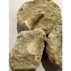 Mosasaur tooth in sandstone matrix Prehistoric Online