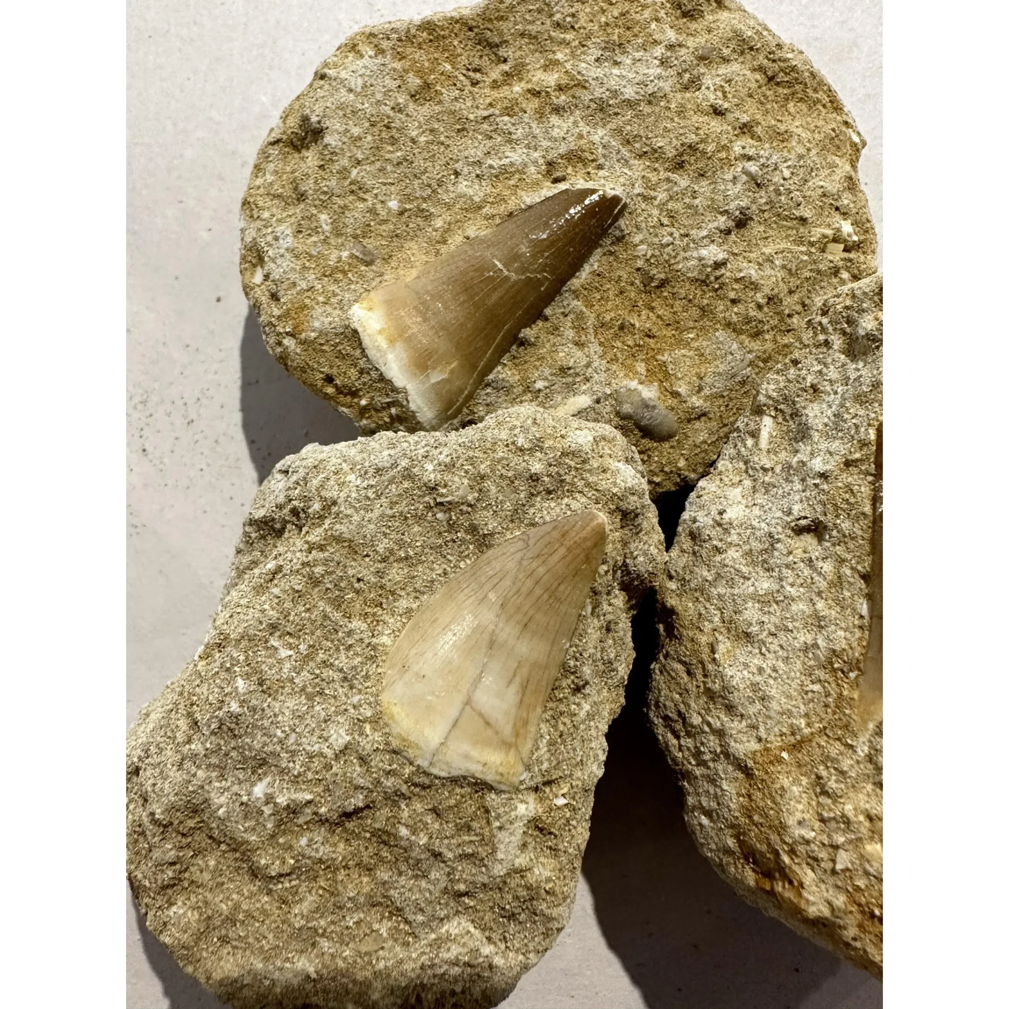 Mosasaur tooth in sandstone matrix Prehistoric Online