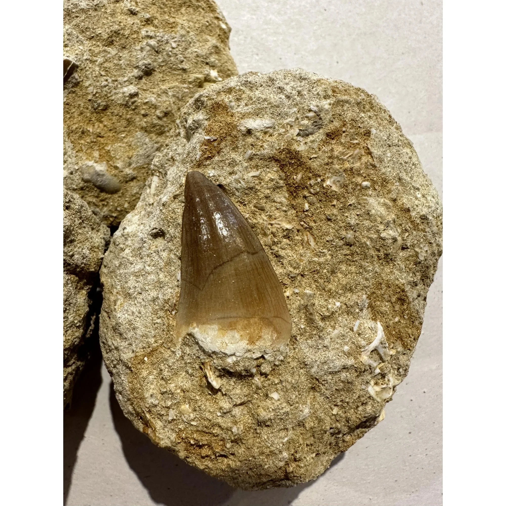 Mosasaur tooth in sandstone matrix Prehistoric Online