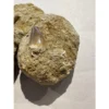 Mosasaur tooth in sandstone matrix Prehistoric Online