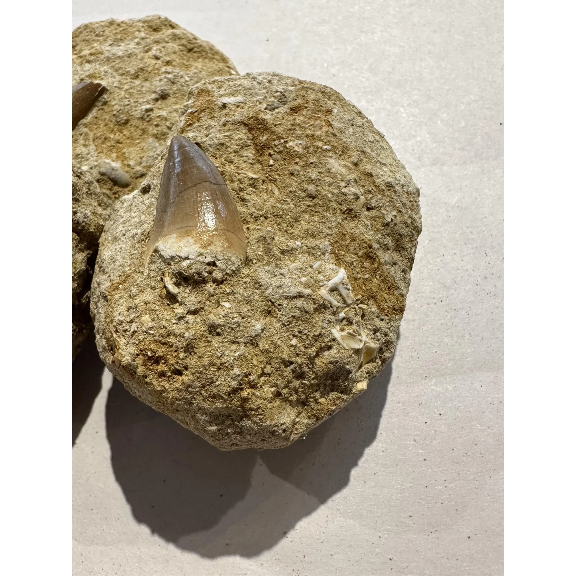 Mosasaur tooth in sandstone matrix Prehistoric Online