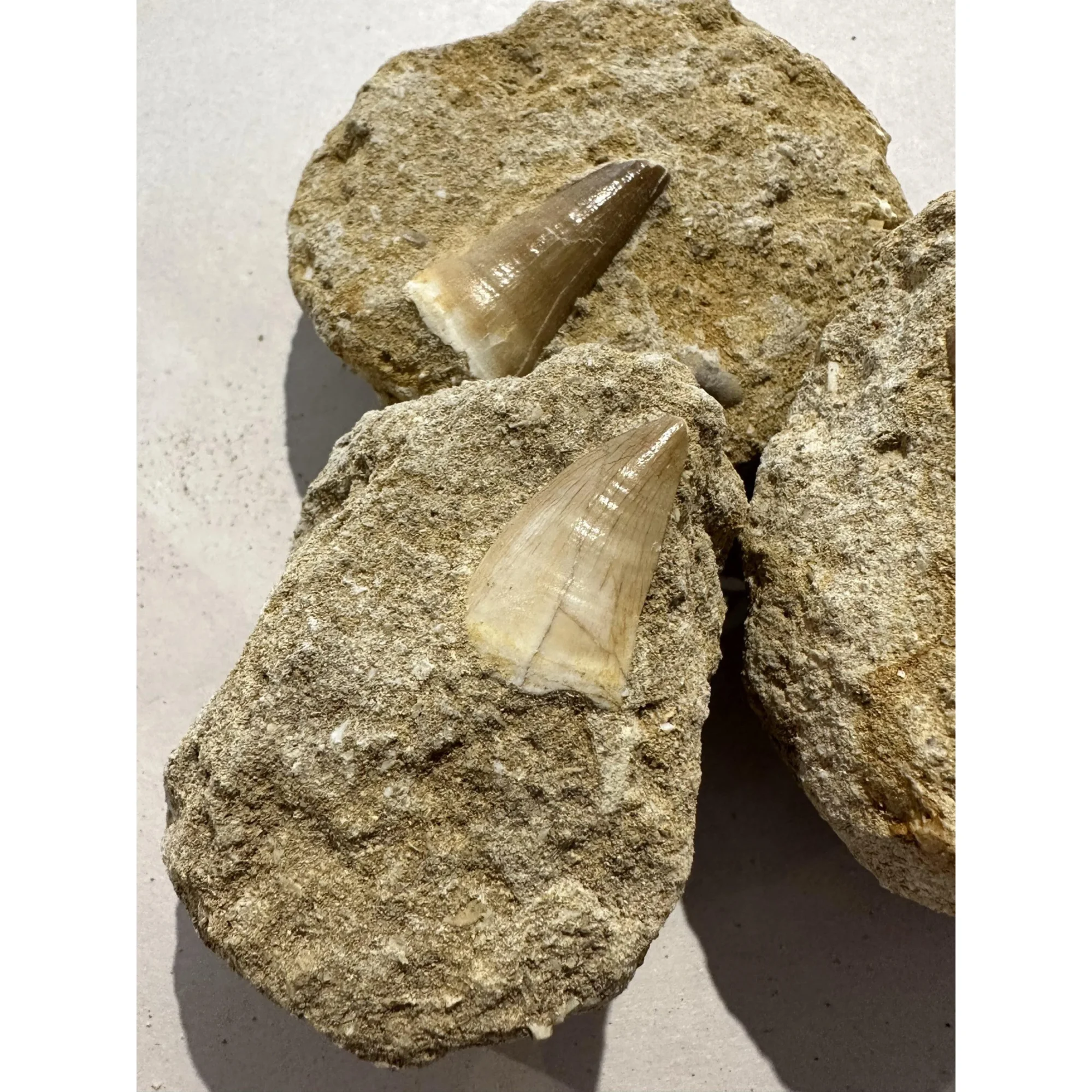 Mosasaur tooth in sandstone matrix Prehistoric Online