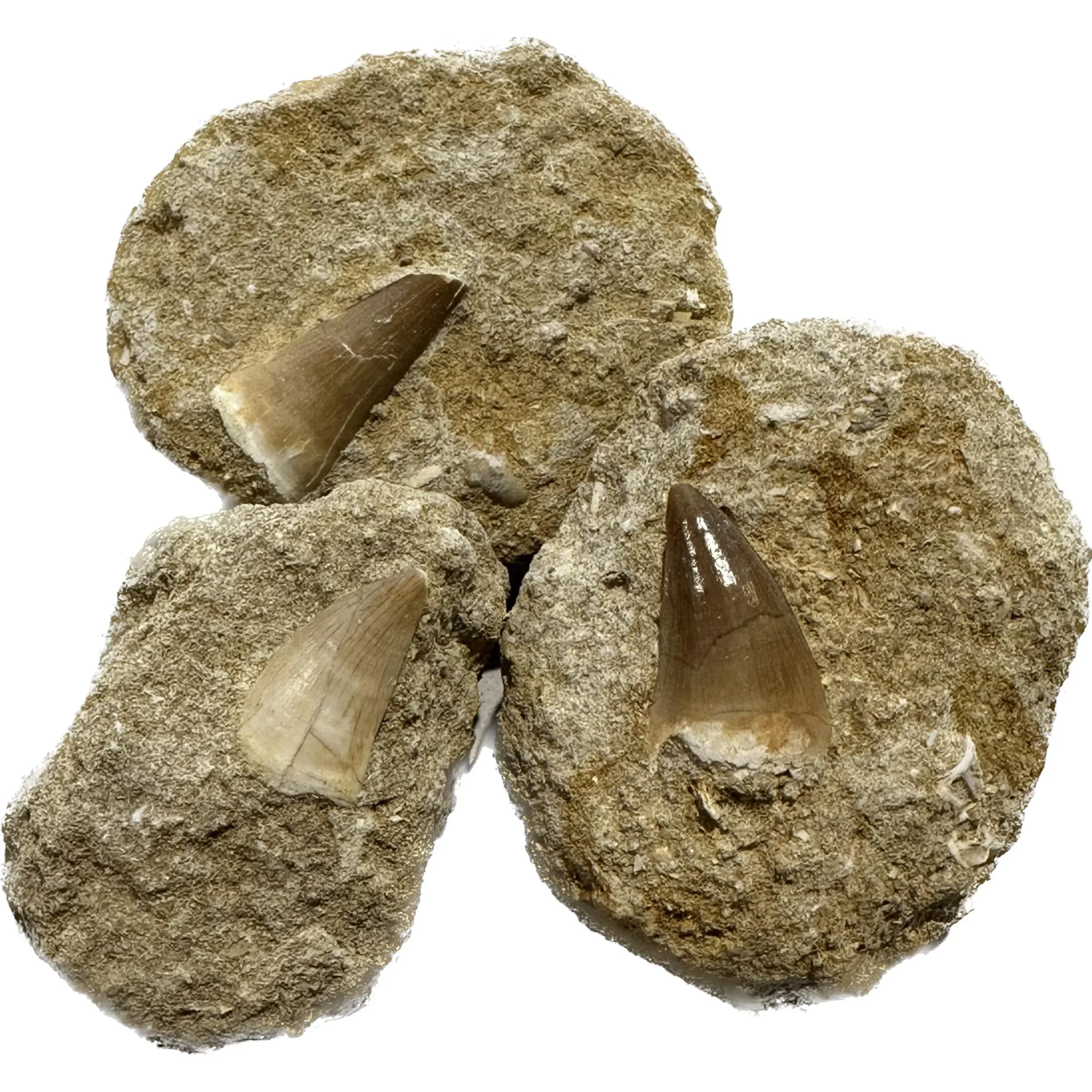 Mosasaur tooth in sandstone matrix Prehistoric Online