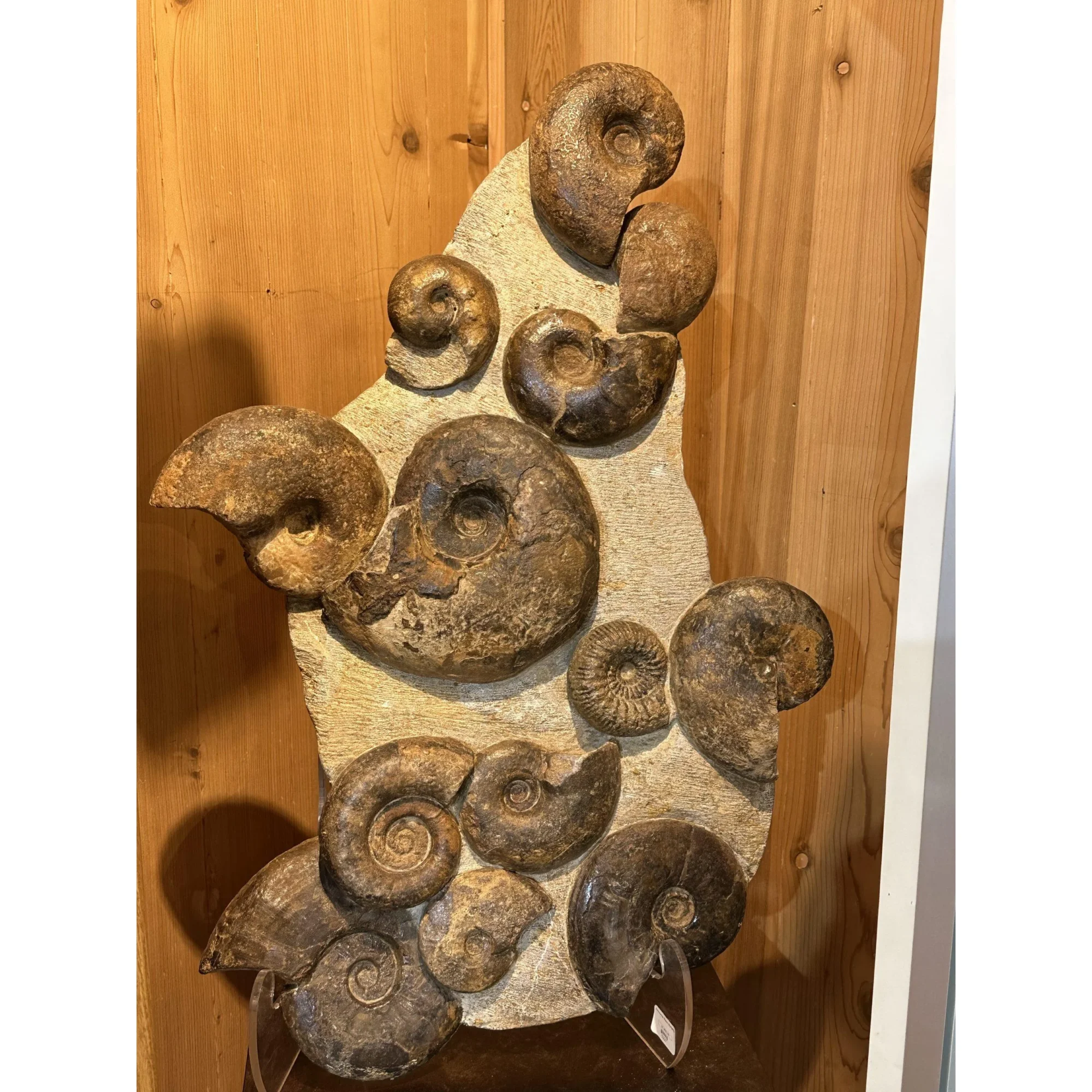 Ammonite display, multiple species Prehistoric Online