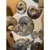 Ammonite display, multiple species Prehistoric Online