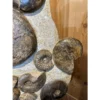 Ammonite display, multiple species Prehistoric Online