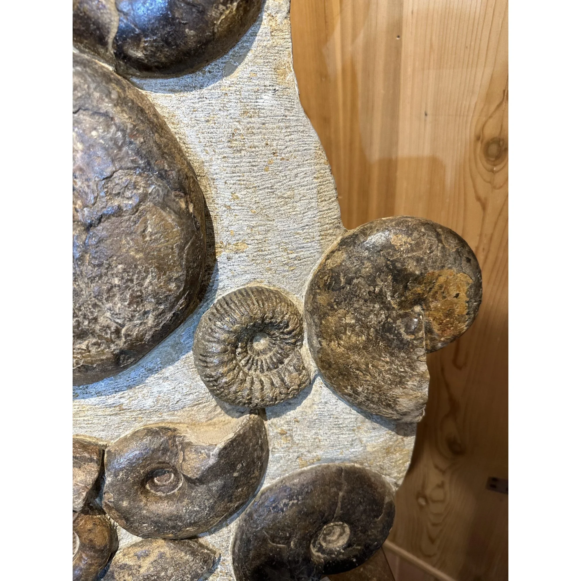 Ammonite display, multiple species Prehistoric Online