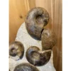 Ammonite display, multiple species Prehistoric Online