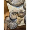 Ammonite display, multiple species Prehistoric Online