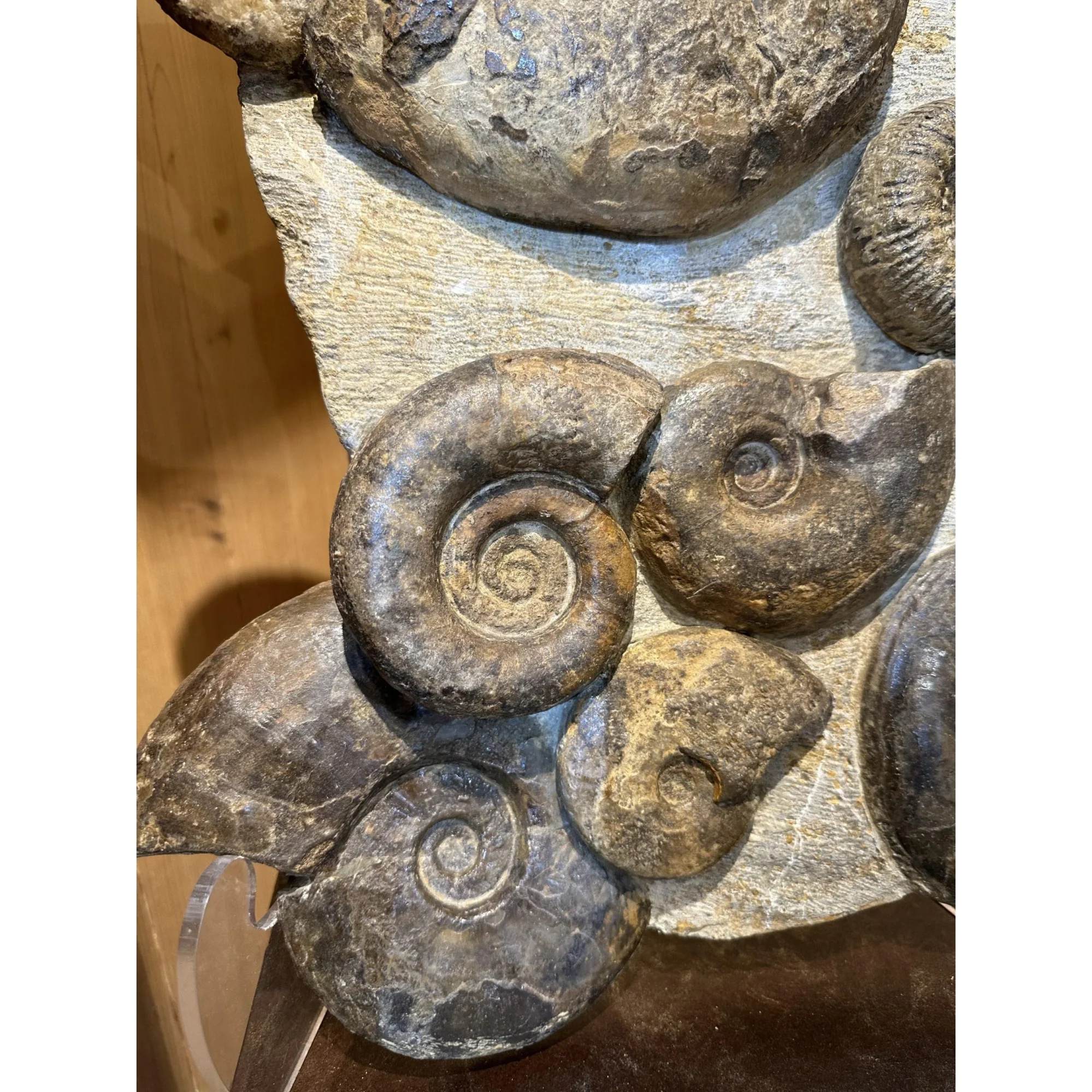 Ammonite display, multiple species Prehistoric Online