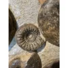 Ammonite display, multiple species Prehistoric Online