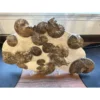 Ammonite display, multiple species Prehistoric Online