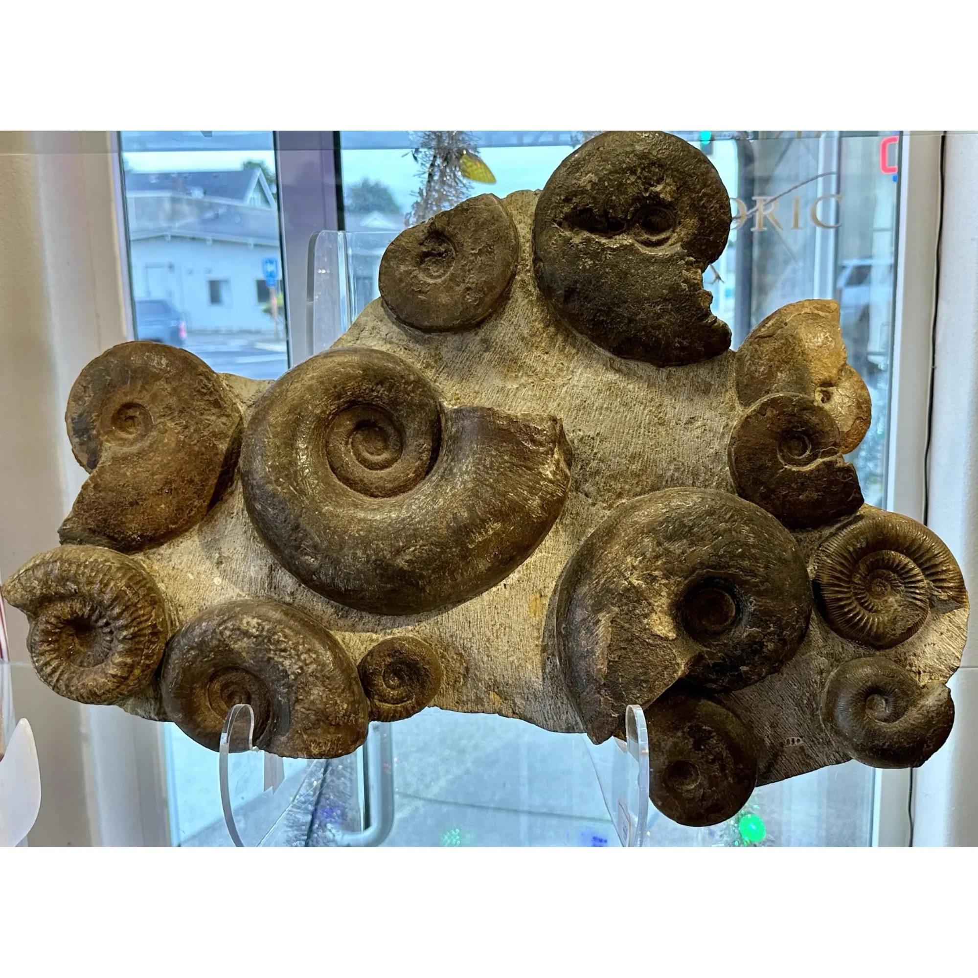 Ammonite display, multiple species Prehistoric Online