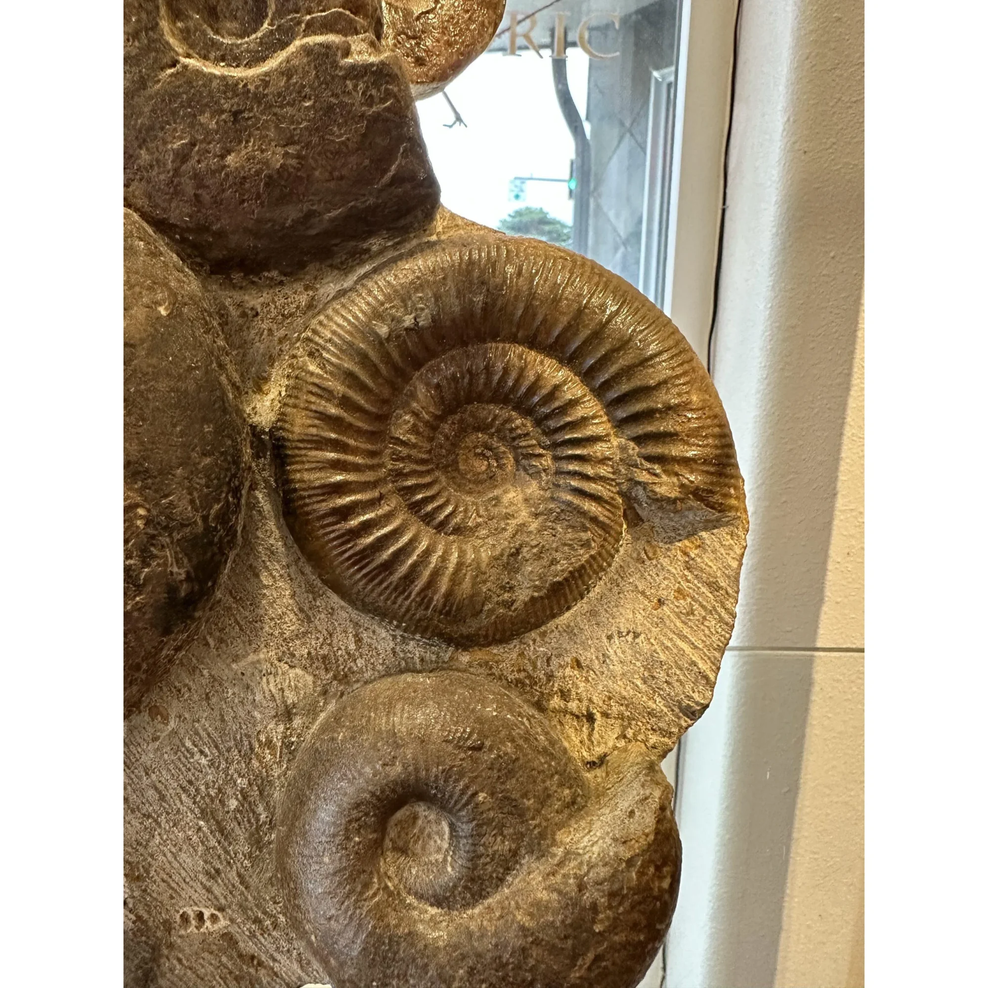 Ammonite display, multiple species Prehistoric Online