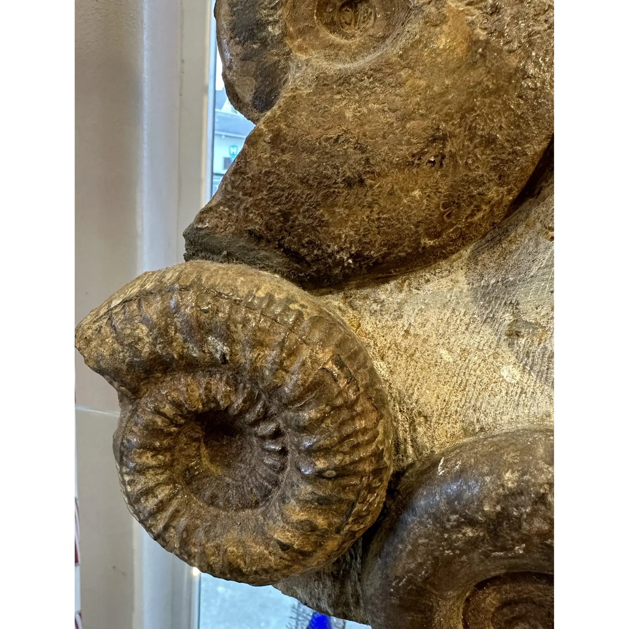 Ammonite display, multiple species Prehistoric Online