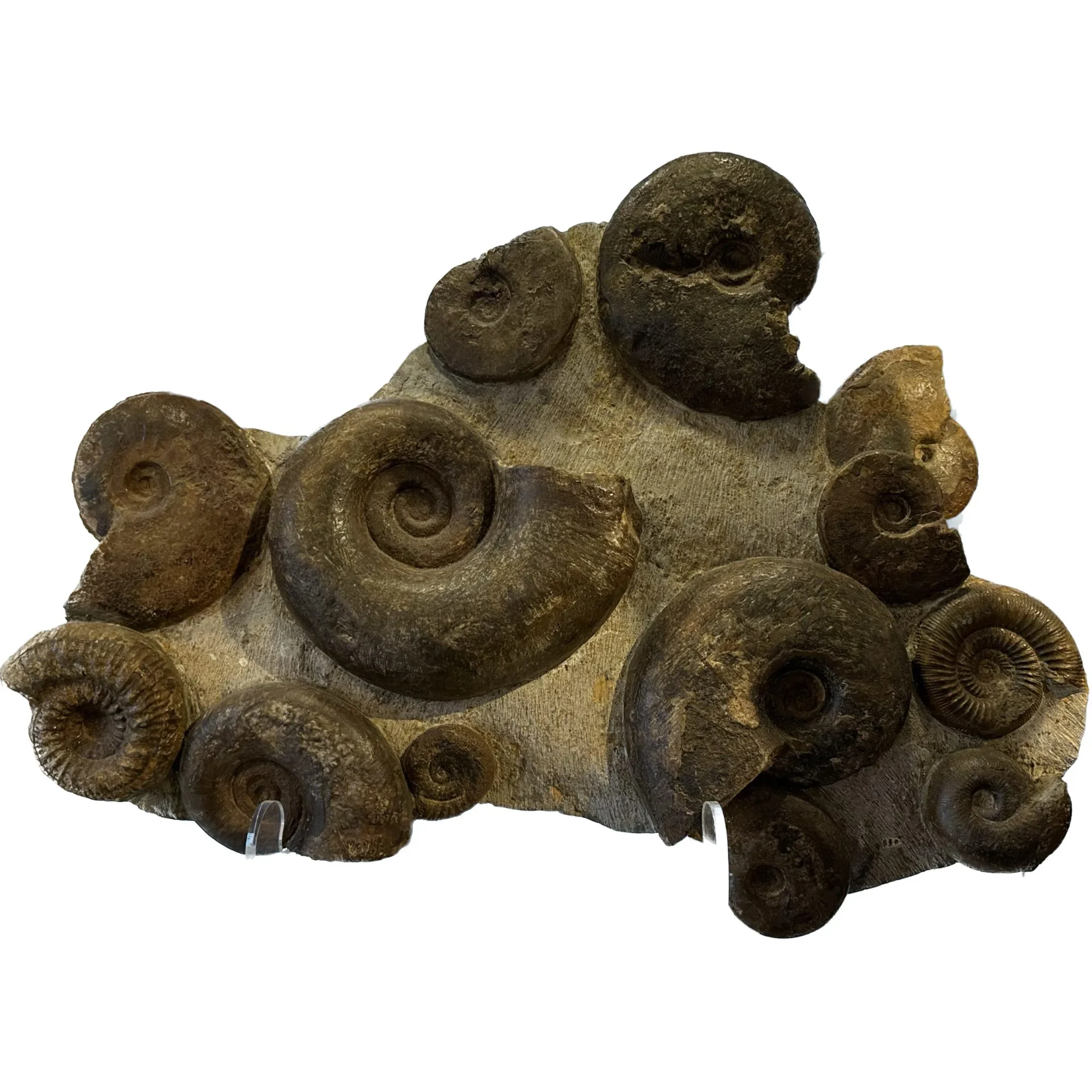 Ammonite display, multiple species Prehistoric Online